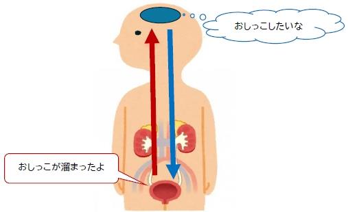 おしっこが出るしくみ