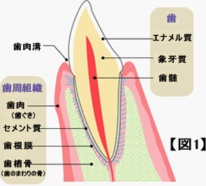 【図1】　■歯・・・エナメル質、象牙質、歯髄　■歯周組織・・・歯肉（歯ぐき）、セメント質、歯根膜、歯槽骨（歯のまわりの骨）　■他・・・歯肉溝