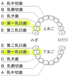 第一大臼歯