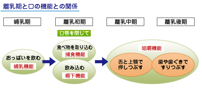 離乳期と口の機能との関係