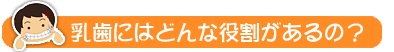 乳歯にはどんな役割があるの？