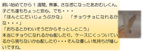 飼い始めてから1週間