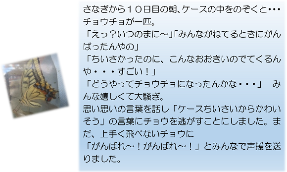 さなぎから１０日目の朝