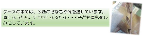 ケースの中では