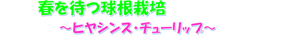 Vol.１２６　春を待つ球根栽培～ヒヤシンス・チューリップ～