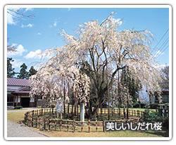 美しいしだれ桜