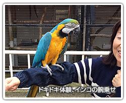 ドキドキ体験、インコの腕乗せ