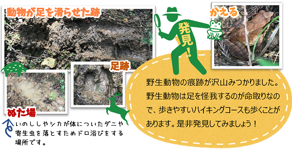 動物が足を滑らせた跡