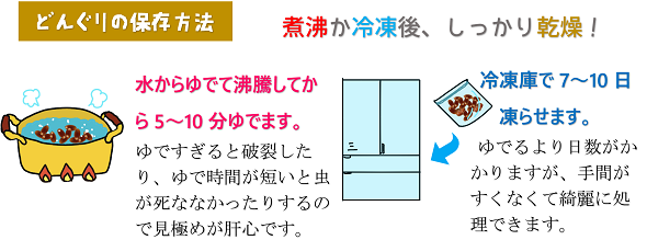 どんぐりの保存方法１