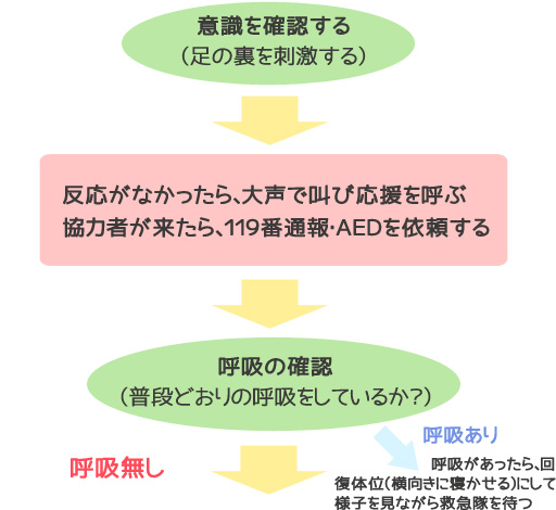 ●意識を確認する（足の裏を刺激する）　→　・反応がなかったら、大声で叫び応援を呼ぶ　・協力者が来たら、１１９番通報・ＡＥＤを依頼する　→　●呼吸の確認（普段どおりの呼吸をしているか？）　→　○呼吸あり・呼吸があったら、回復体位（横向きに寝かせる）にして様子を見ながら救急隊を待つ　○呼吸無し