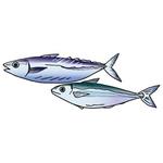 魚