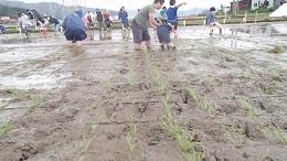 靴下で田んぼに入り苗を植えました。