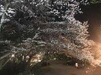 夜桜